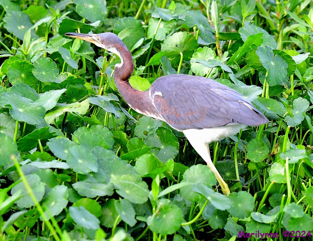 DSC_1249_001.JPG