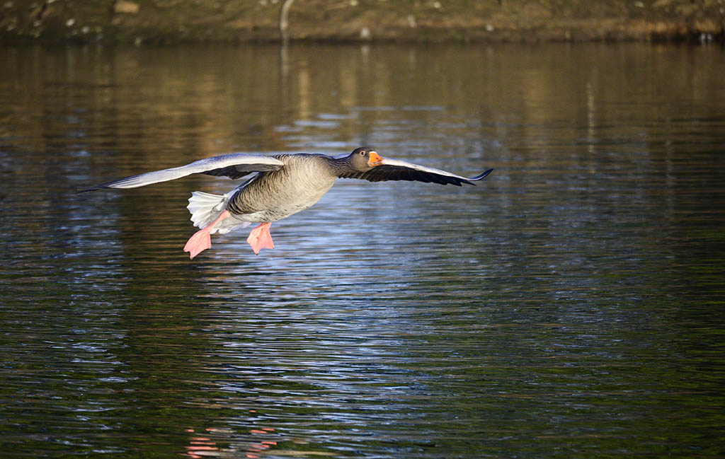 DSC_1250.jpg