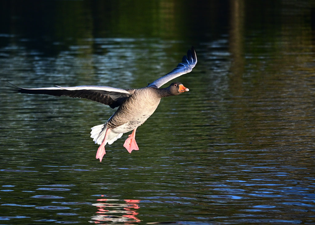 DSC_1252.jpg