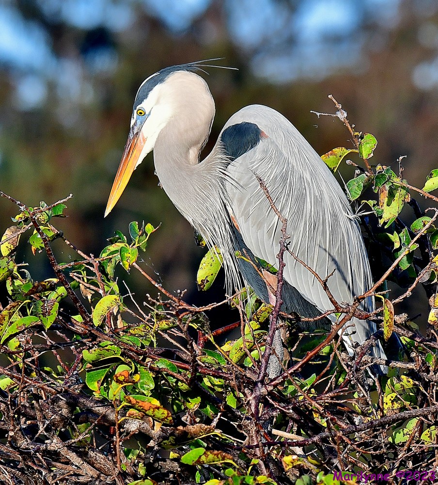 DSC_1252_001.JPG