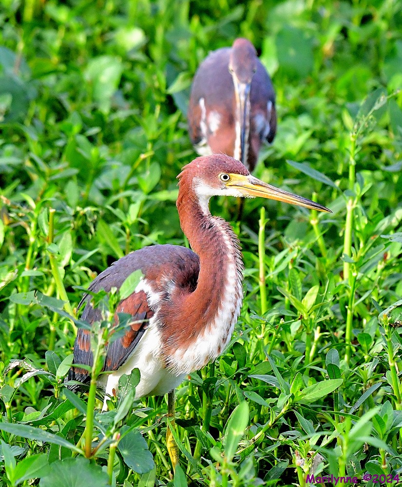 DSC_1252_001.JPG