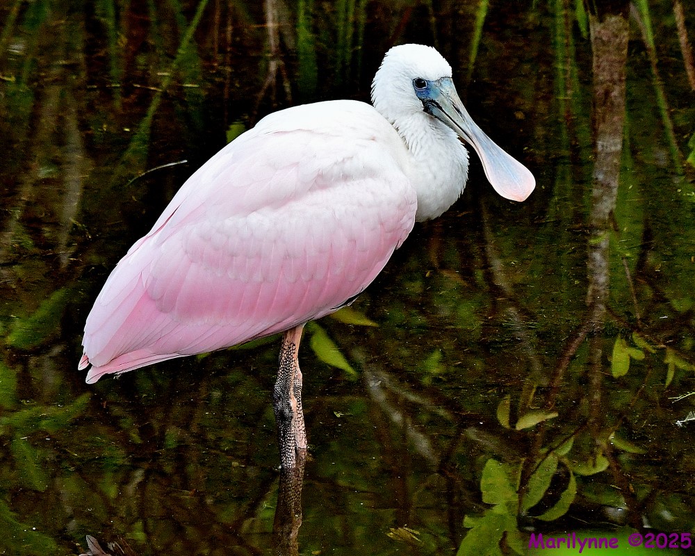 DSC_1254_001.JPG