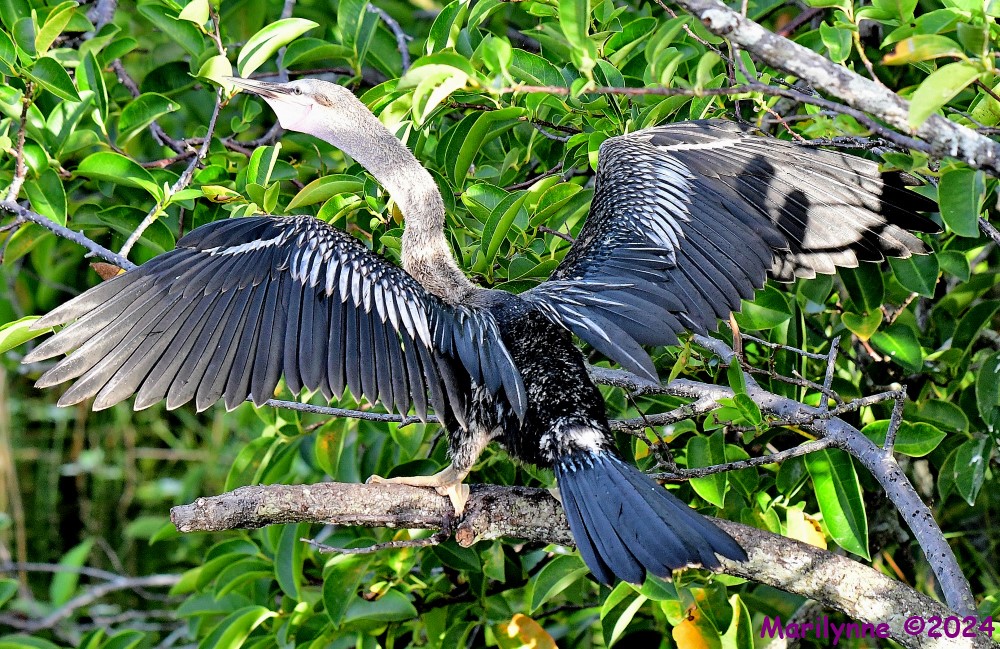 DSC_1255_001.JPG