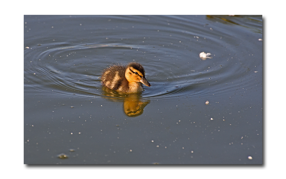 DSC_1256.jpg