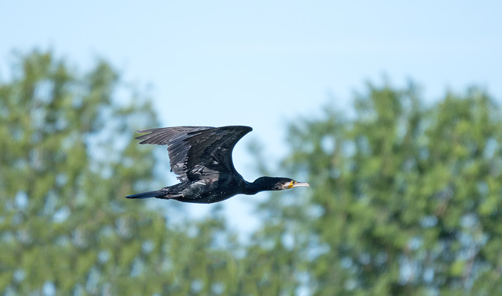 DSC_1263.jpg