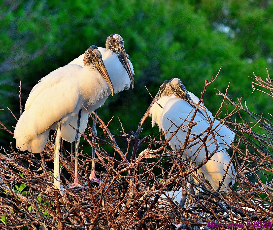 DSC_1263_001.JPG