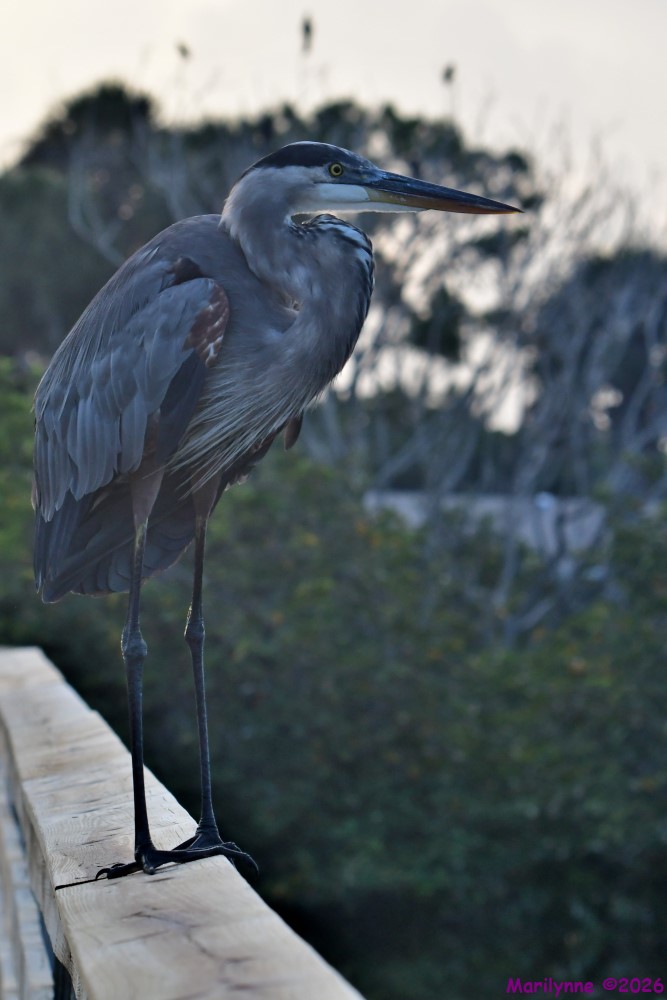 DSC_1263_001.JPG