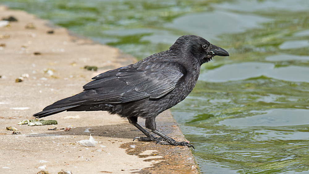 DSC_1264.jpg