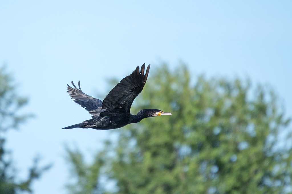 DSC_1264.jpg