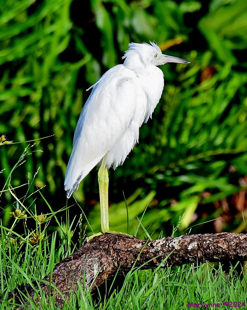 DSC_1264_001.JPG