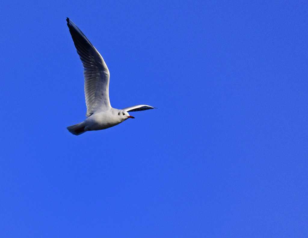 DSC_1265p.jpg