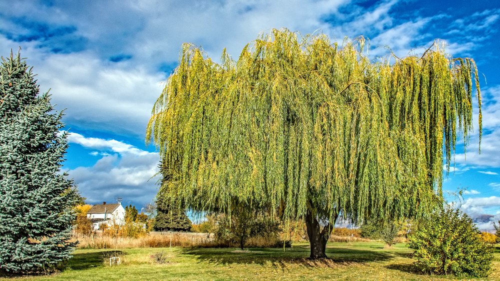 DSC_1268-Edit-Edit-001.jpg