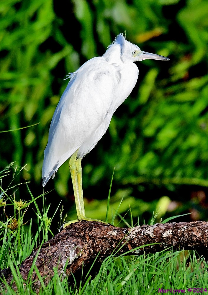 DSC_1268_001.JPG