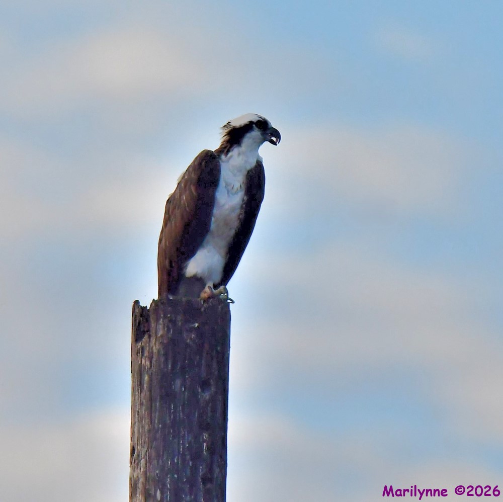 DSC_1273_001.JPG