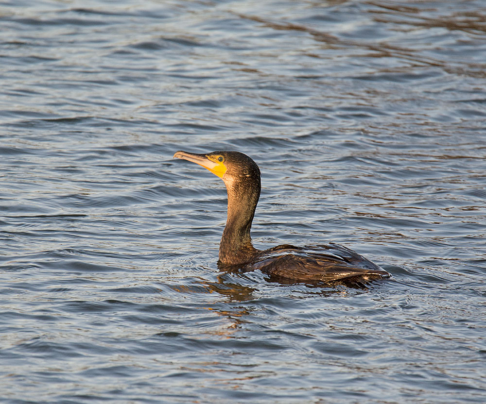 DSC_1274.jpg