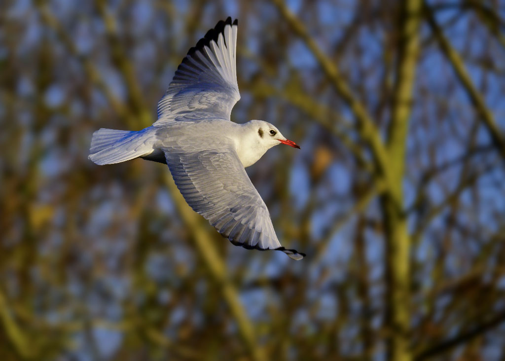 DSC_1274.jpg