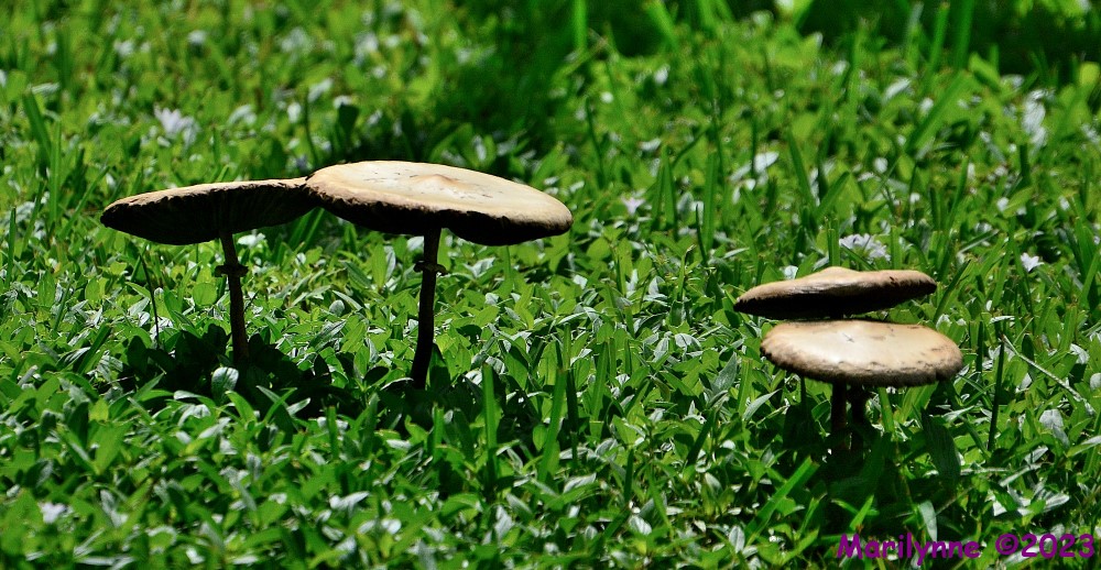 DSC_1274_001.JPG