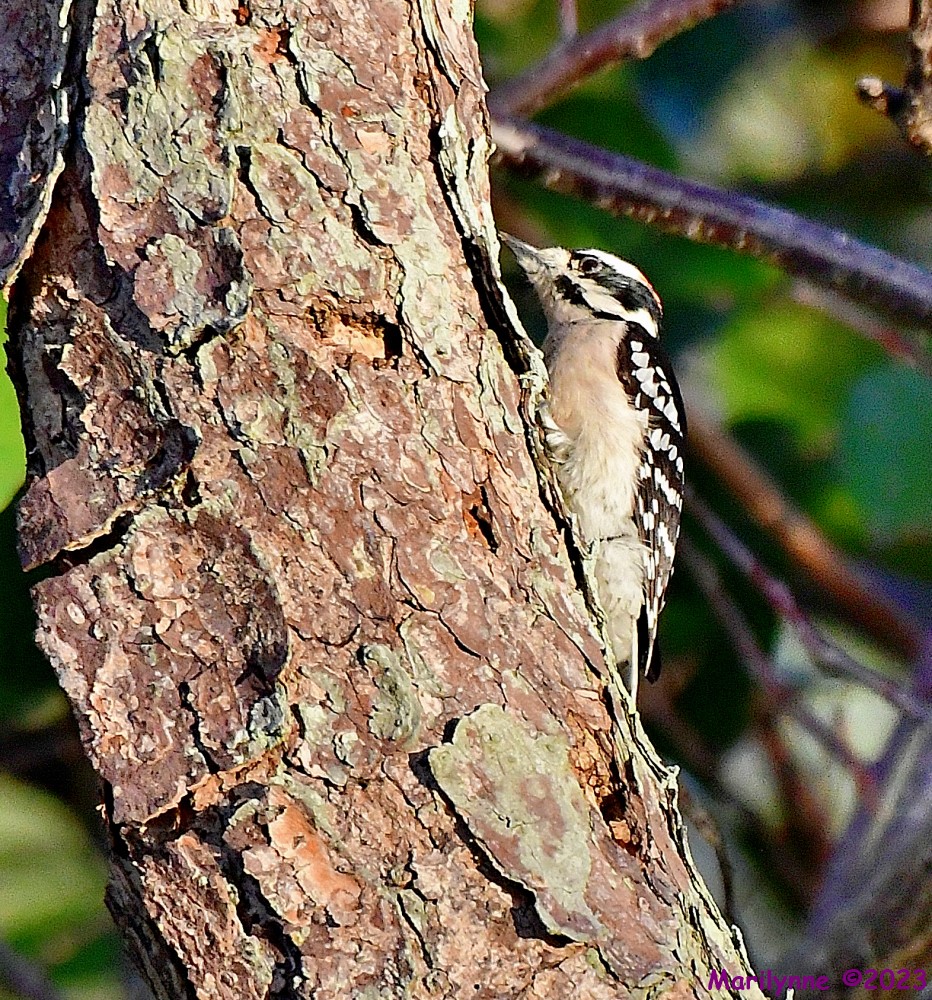 DSC_1275_001.JPG