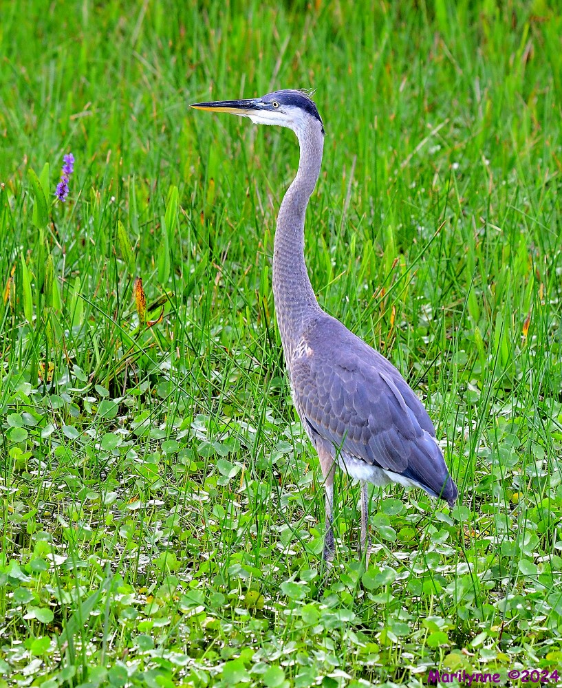 DSC_1275_stitch_001.JPG