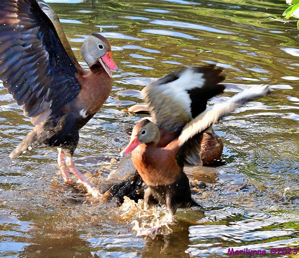 DSC_1278_001.JPG