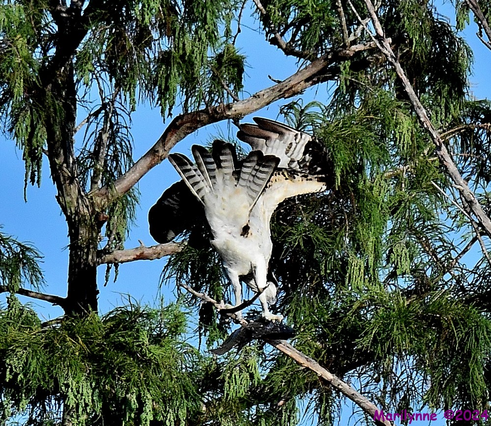 DSC_1278_001.JPG