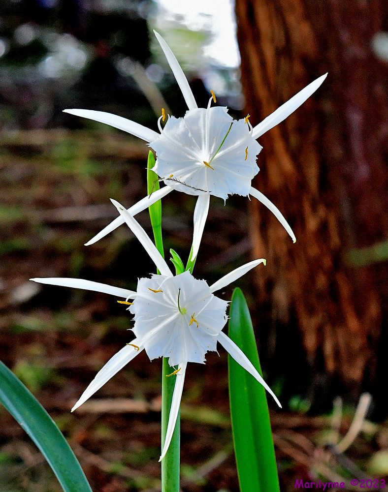 DSC_1279_001.JPG