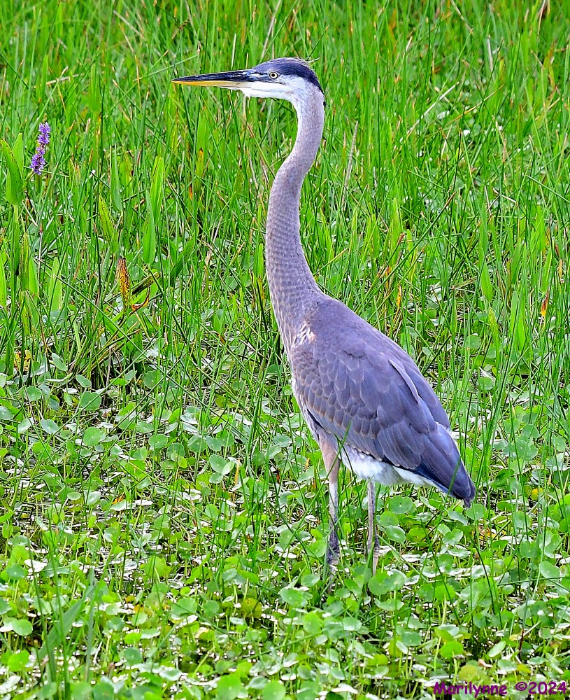 DSC_1279_001.JPG