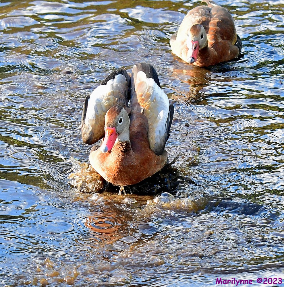 DSC_1280_001.JPG