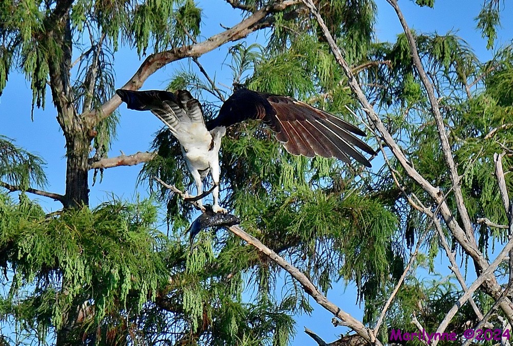 DSC_1281_001.JPG