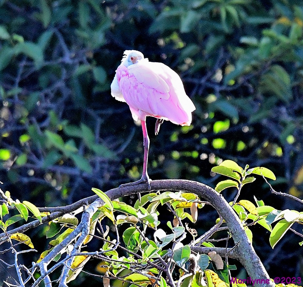 DSC_1282_001.JPG
