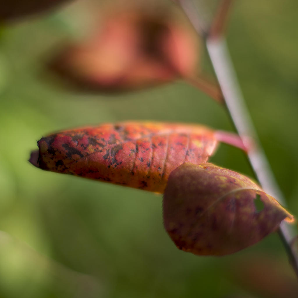 DSC_1284.jpg