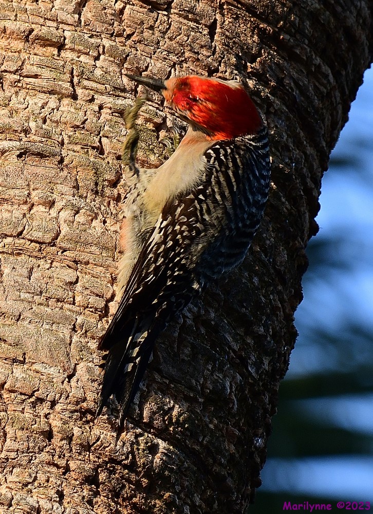 DSC_1284_001.JPG