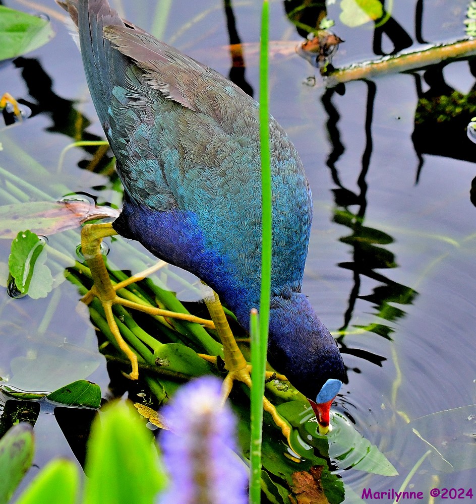 DSC_1284_001.JPG