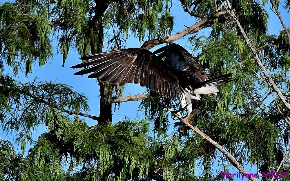 DSC_1286_001.JPG