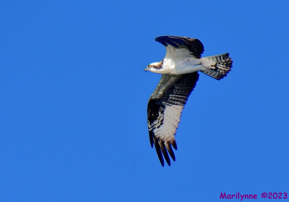 DSC_1289_001.JPG