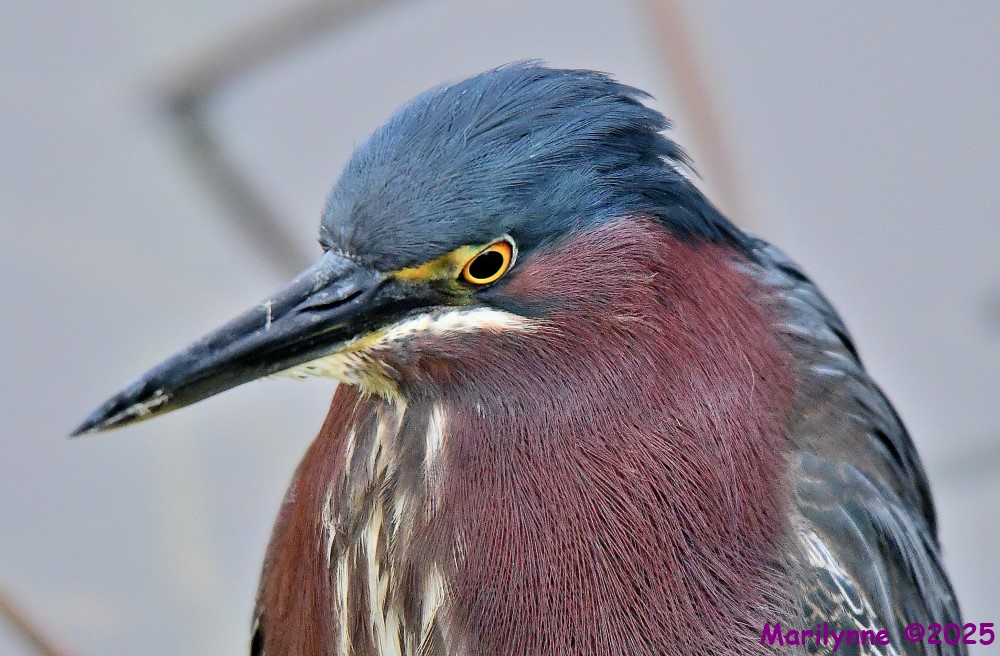 DSC_1289_001.JPG