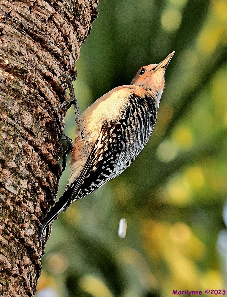 DSC_1290_001.JPG
