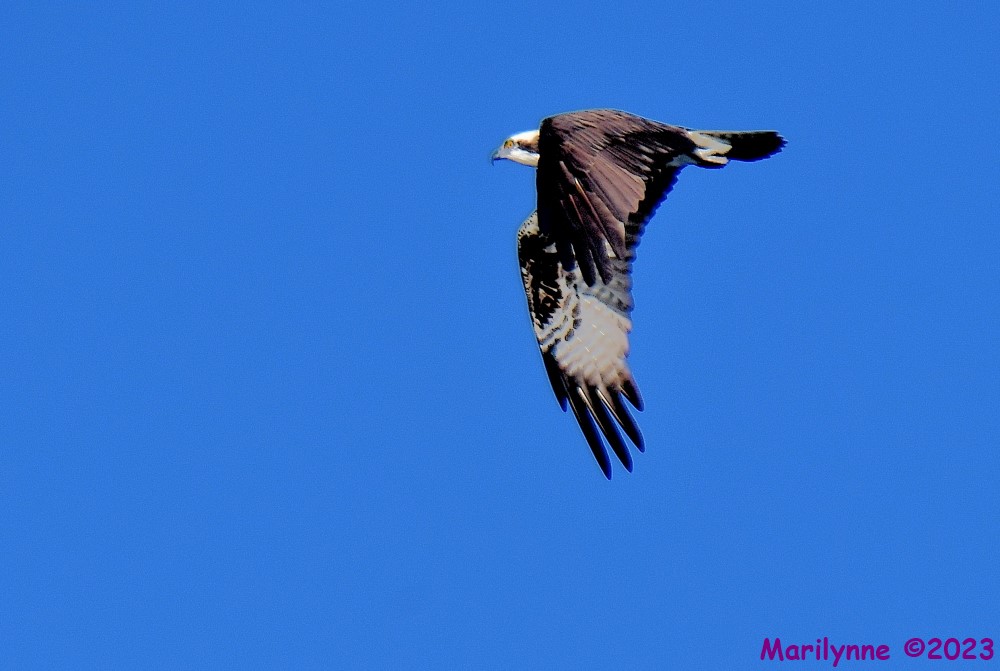 DSC_1290_001.JPG