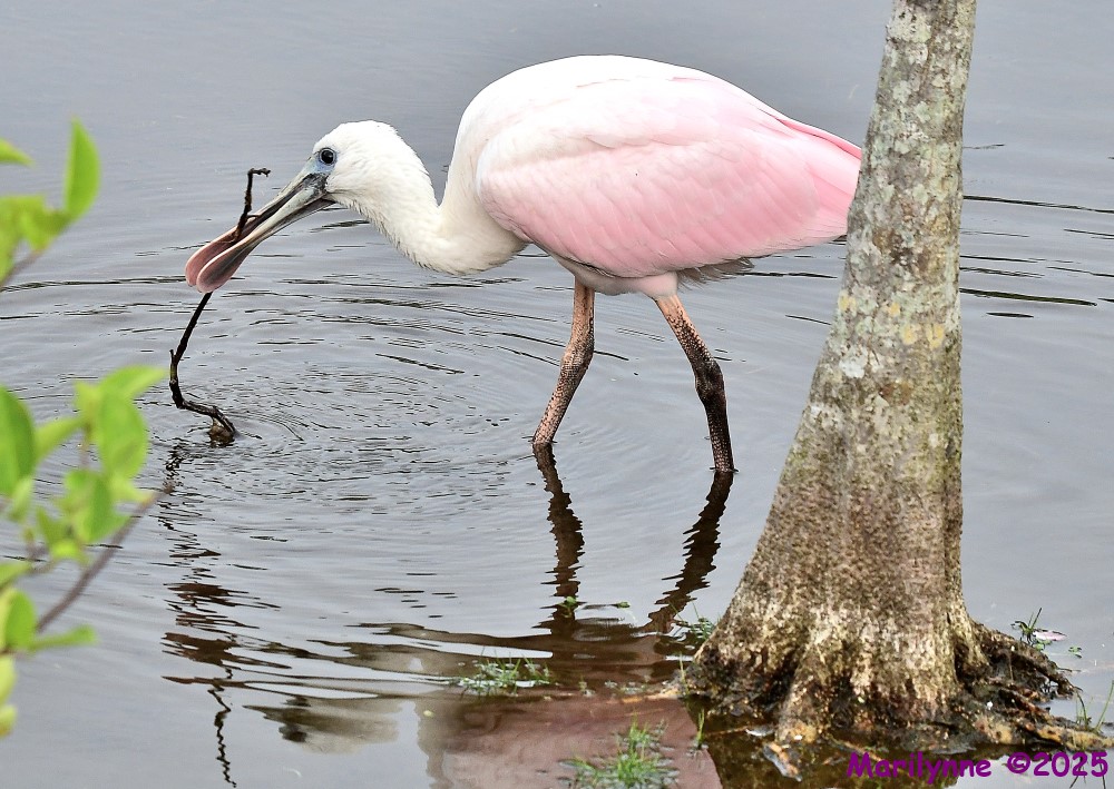 DSC_1290_001.JPG
