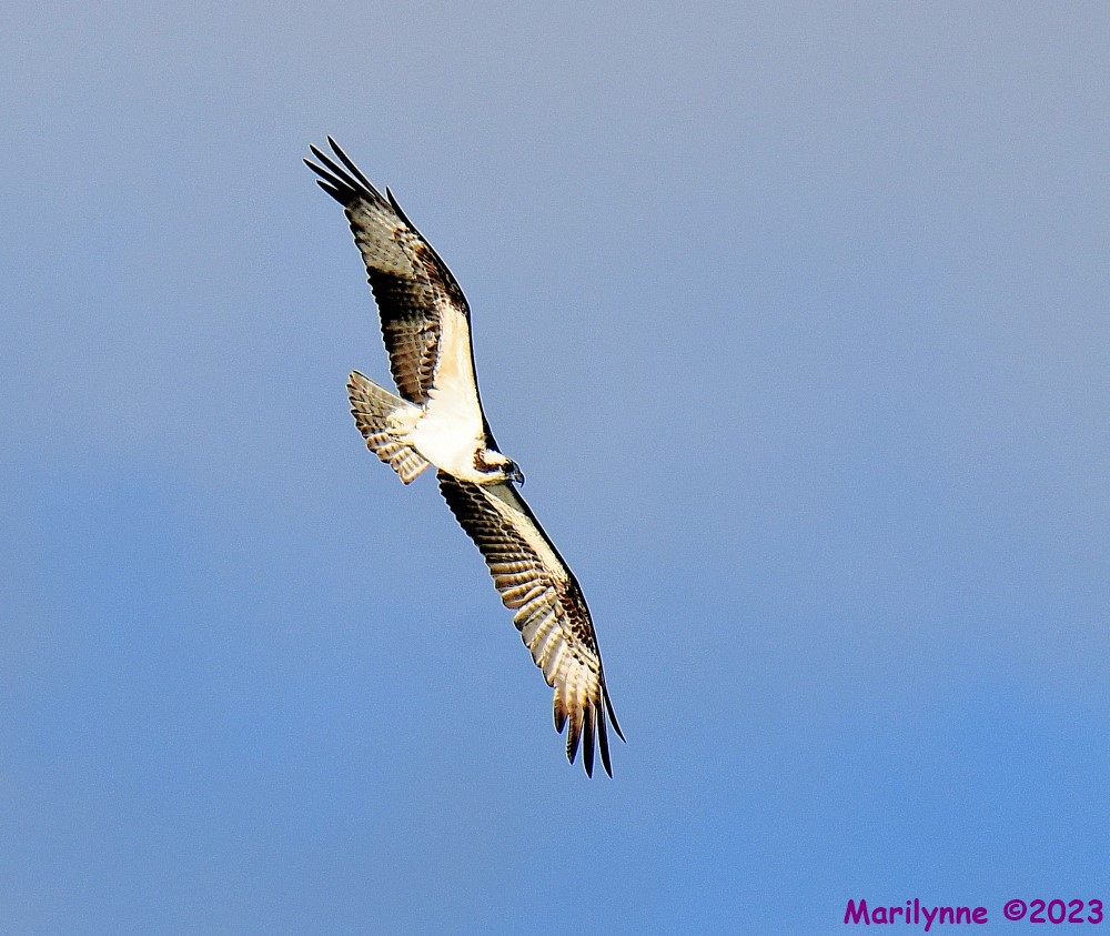 DSC_1291_001.JPG