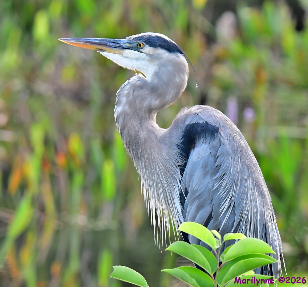 DSC_1291_001.JPG