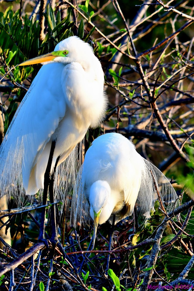 DSC_1293_001.JPG