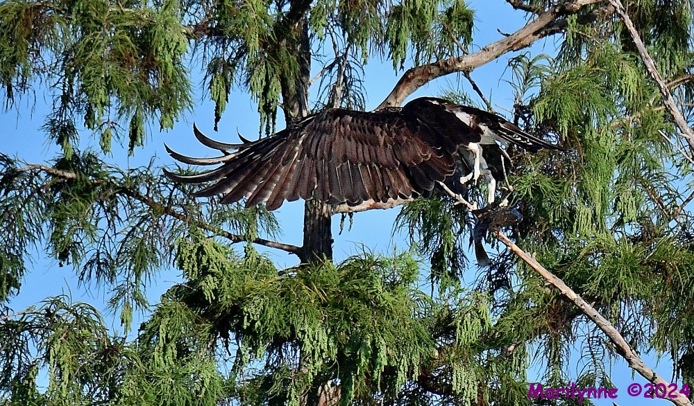 DSC_1293_001.JPG