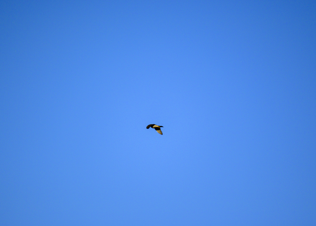 DSC_1294.jpg