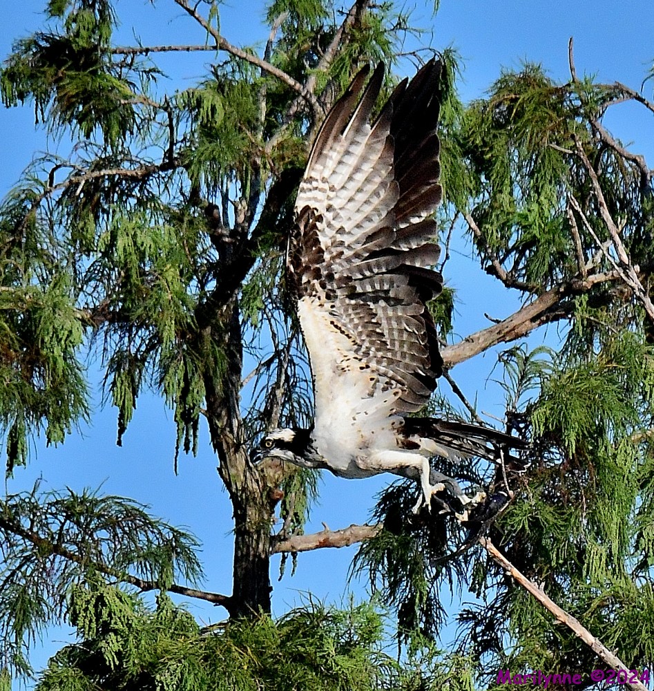DSC_1294_001.JPG
