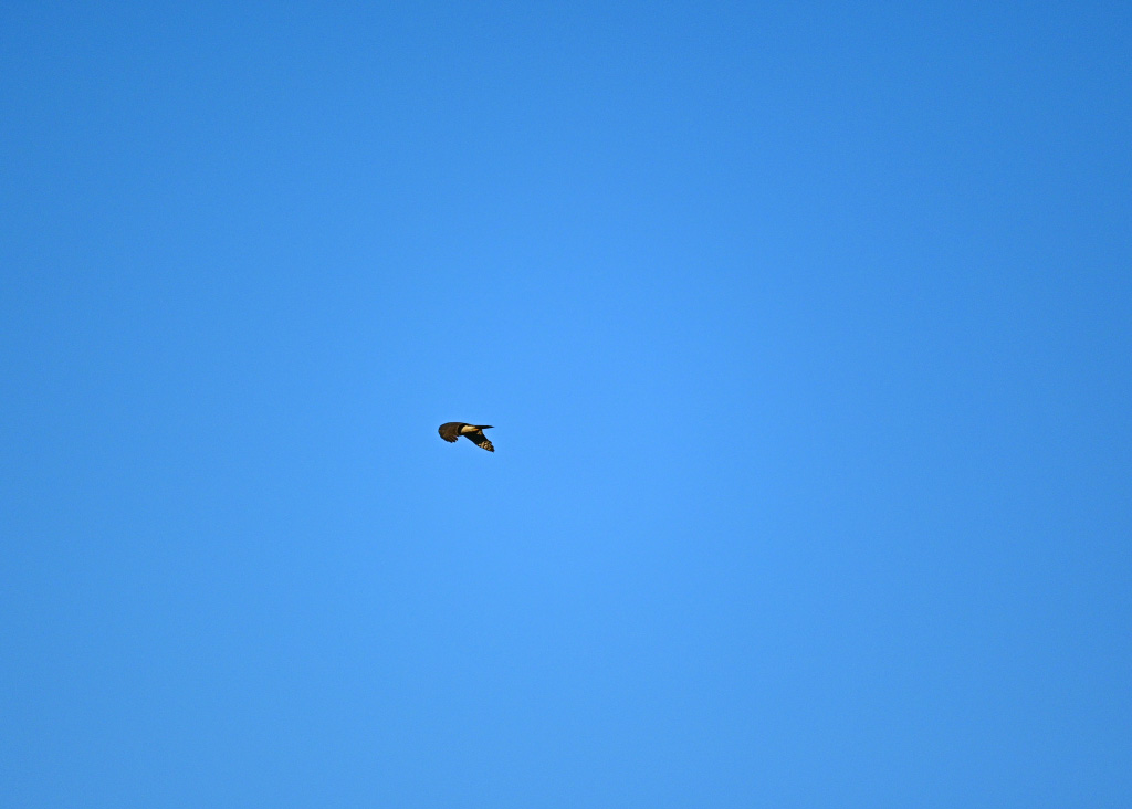 DSC_1295.jpg