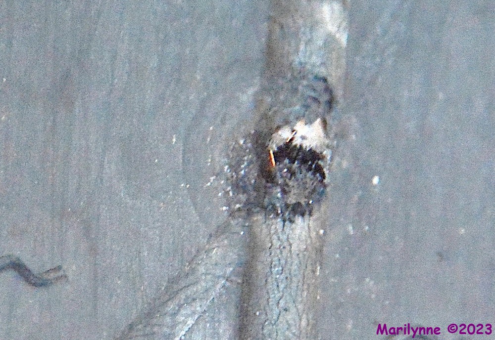 DSC_1295_001.JPG