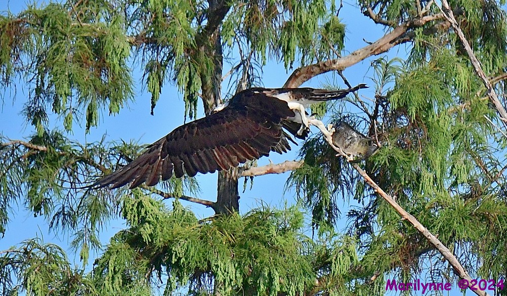 DSC_1295_001.JPG