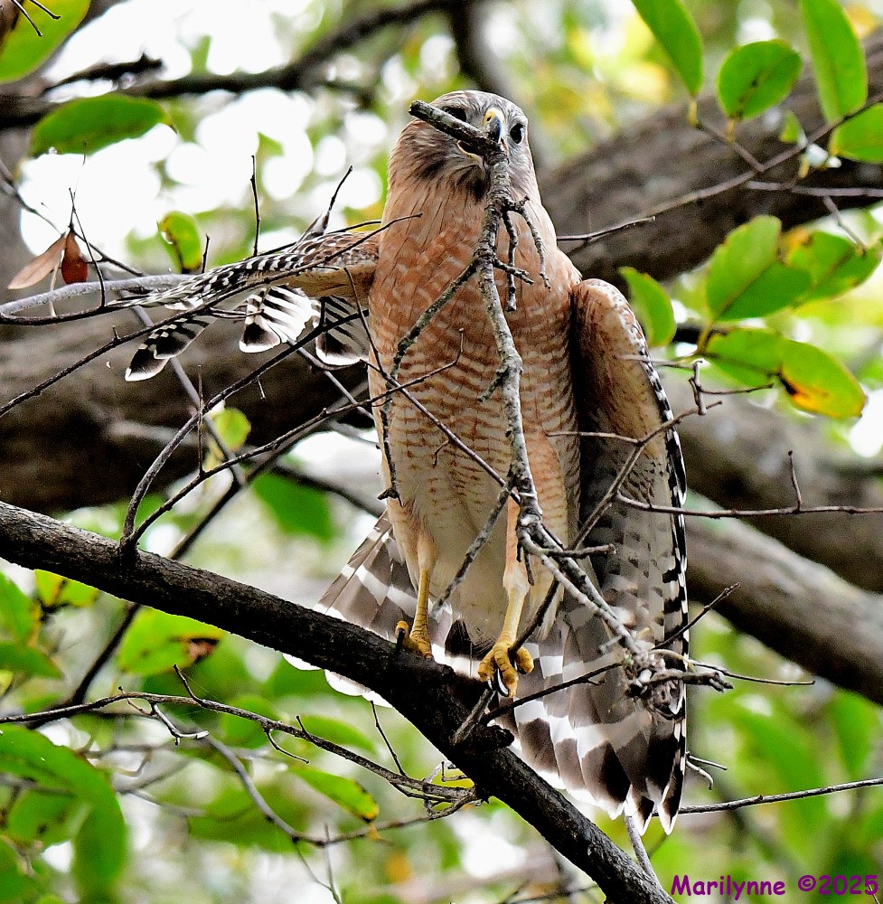 DSC_1296_001.JPG