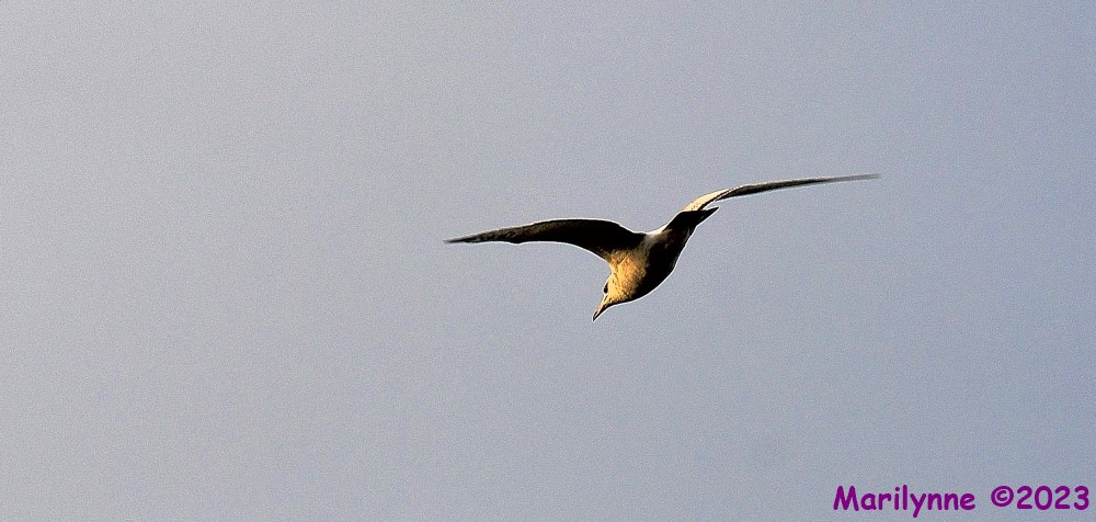 DSC_1297_001.JPG
